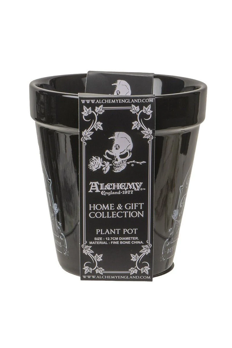 Catnip Plant Pot - Image 4