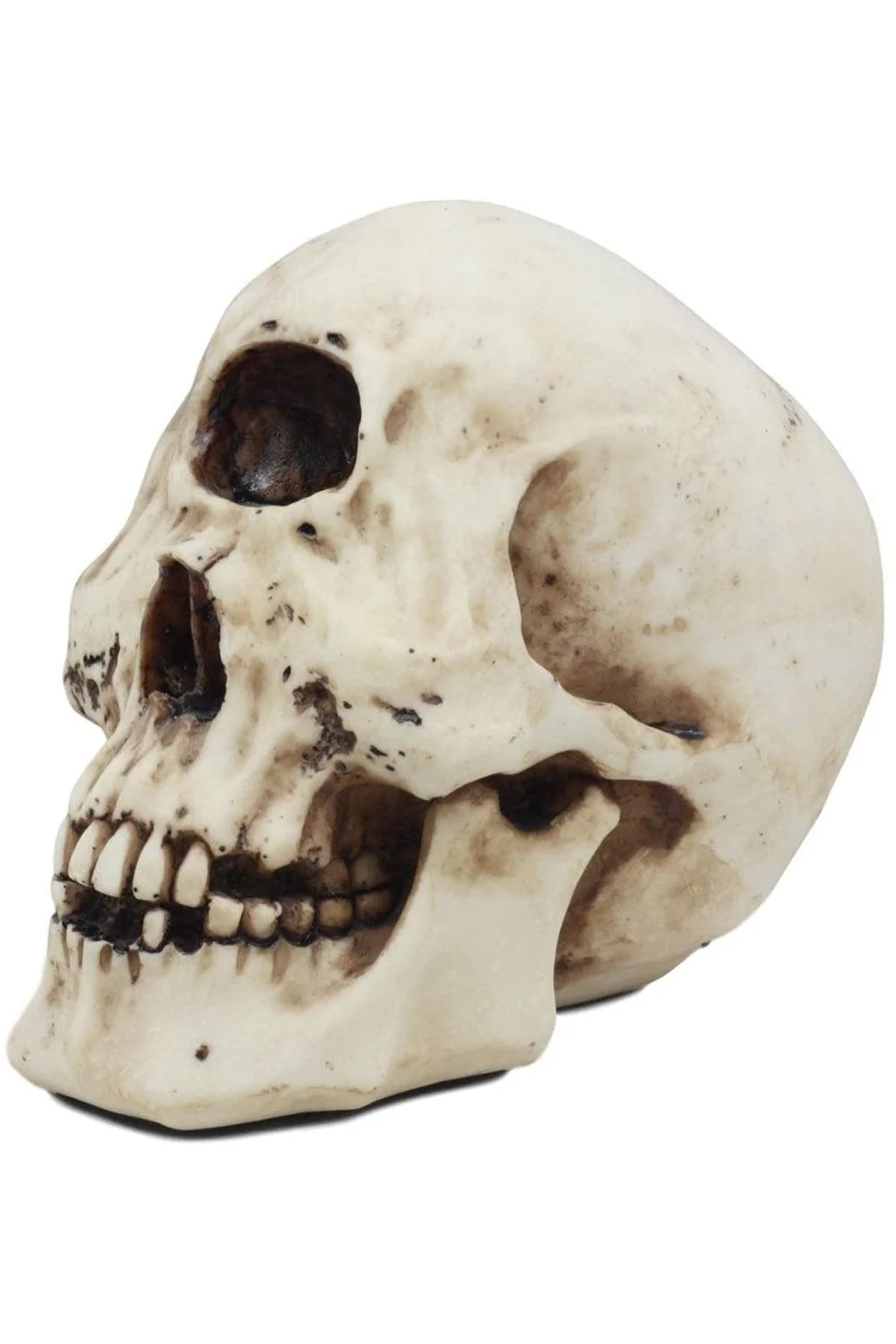 Cyclops Skull Replica - Image 2