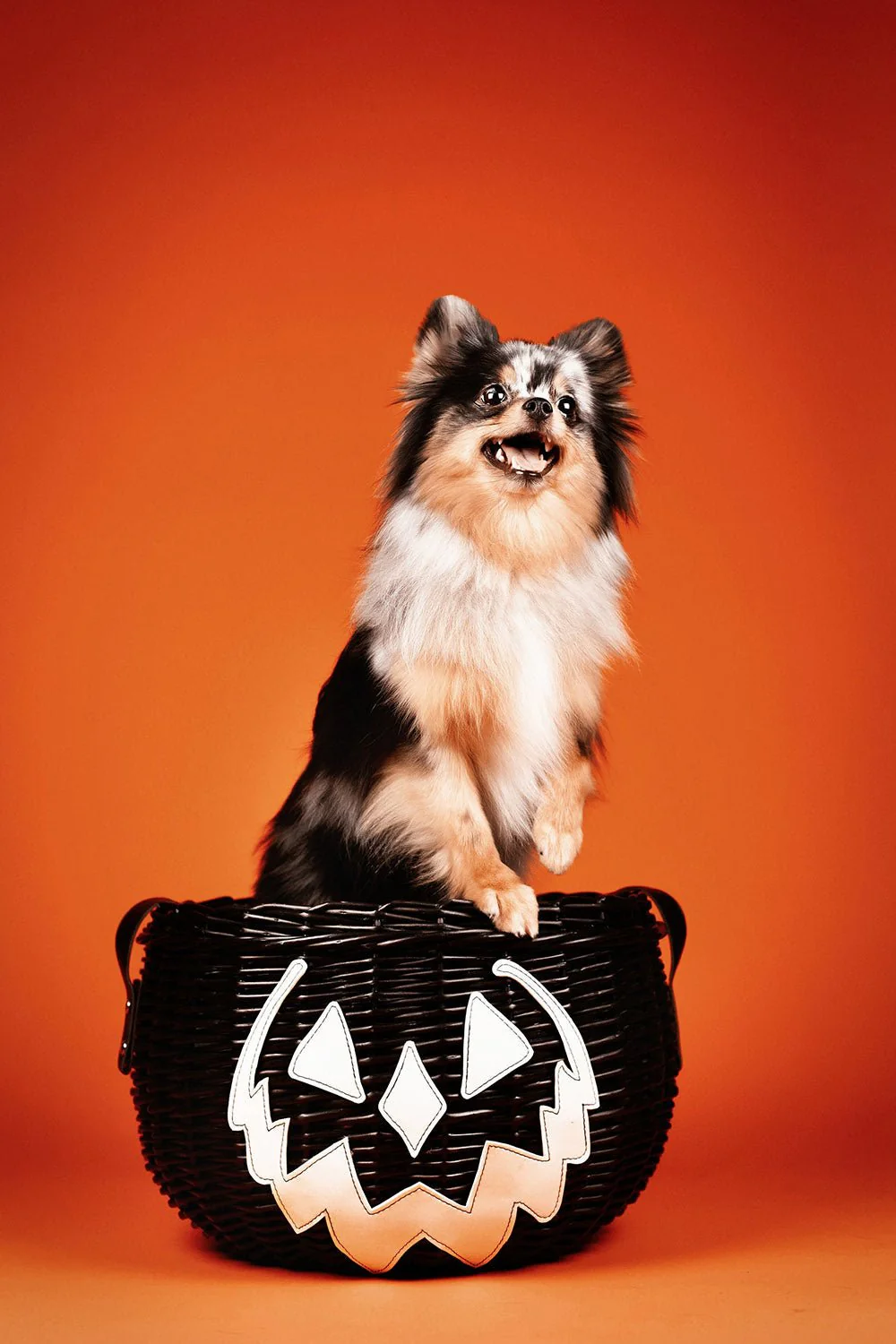 Haunted Hallows Picnic Basket [BLACK] - Image 8