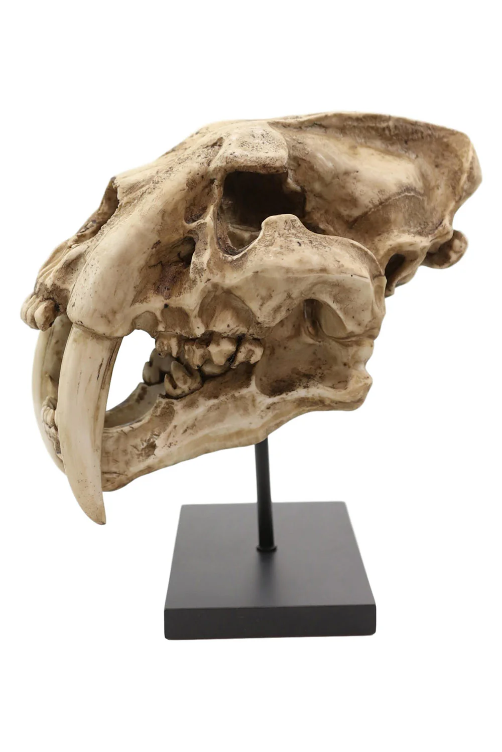 Sabertooth Skull Replica [Large] - Image 4